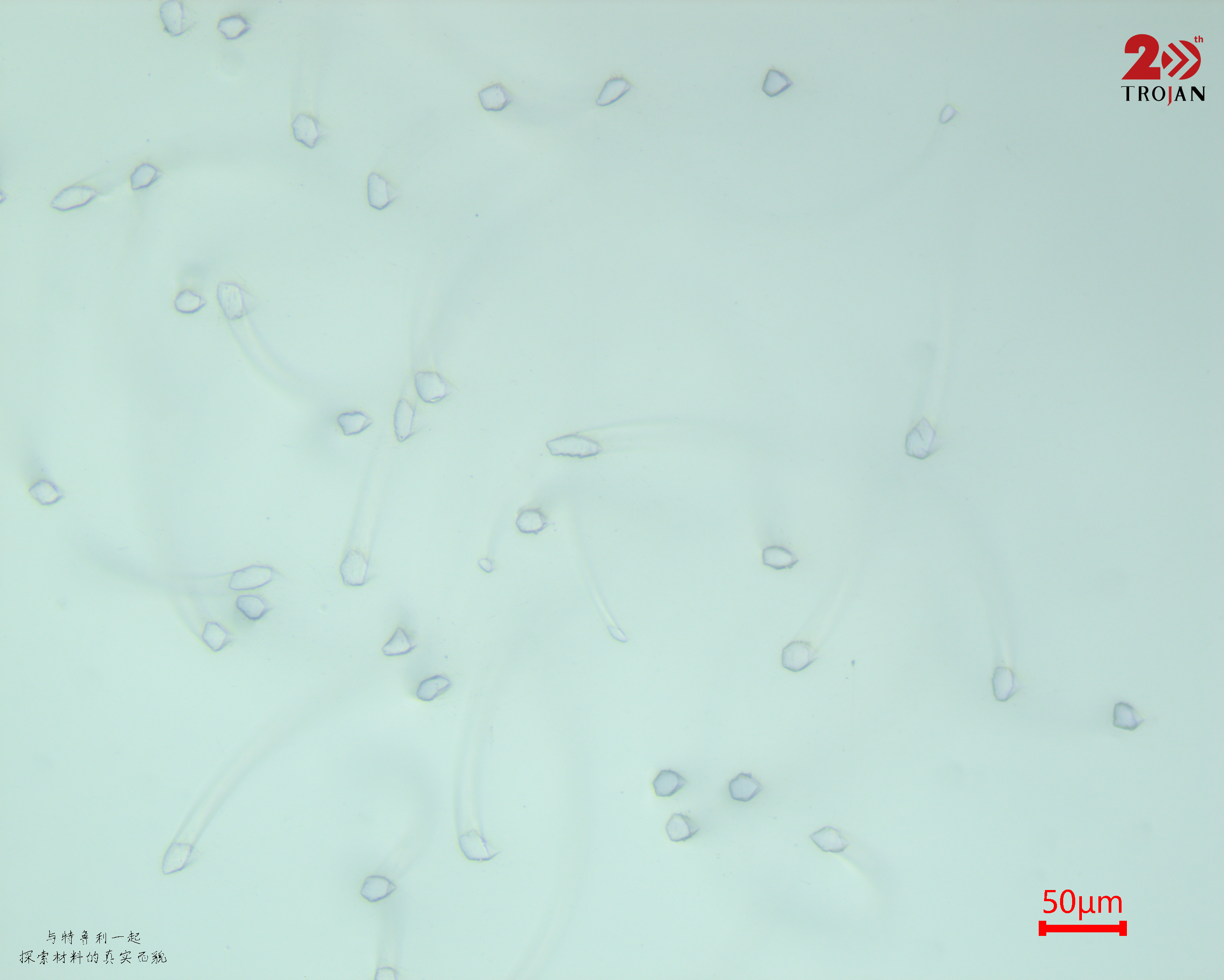 Nylon and PET fiber cross-sections overview